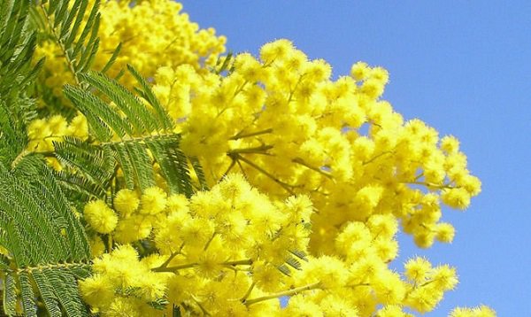 mimose