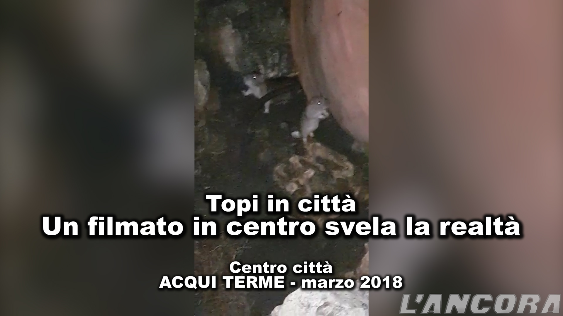 video topi in centro città ad Acqui Terme
