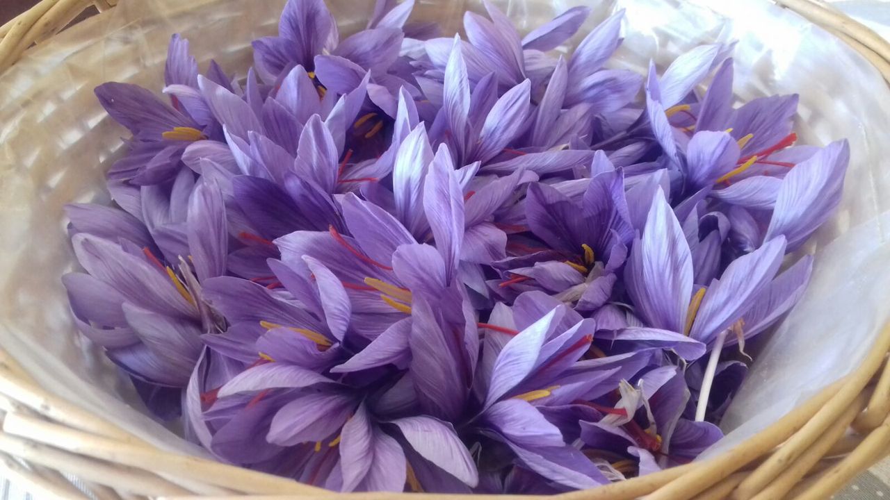 fiori di zafferano