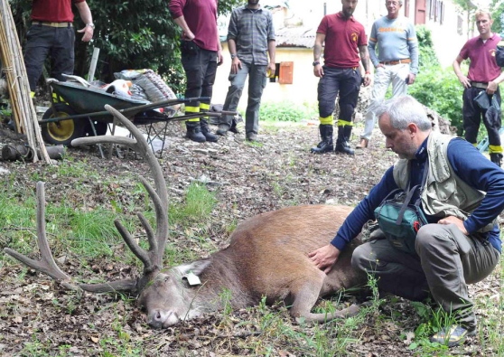 Soccorso animali selvatici: serve numero unico per il soccorso