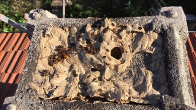 Il camino ostruito dai calabroni un nido degno di un archistar
