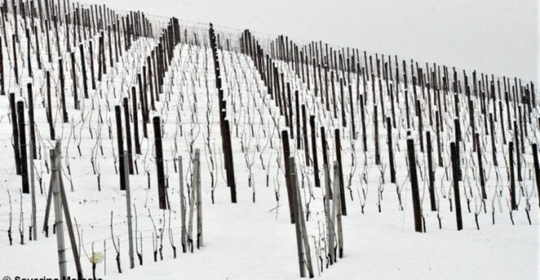 Neve sul Basso Piemonte, Coldiretti: “Boccata di ossigeno”