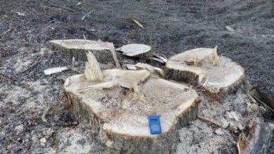 In un’area protetta europea, distrutto un bosco ripariale lungo il Fiume Bormida con alberi secolari