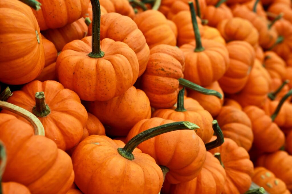 Zucchette arancioni di Halloween