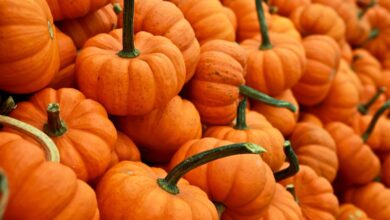 Zucchette arancioni di Halloween